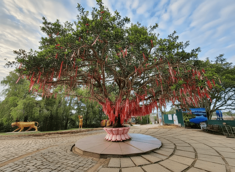 C&acirc;y ước nguyện với những d&acirc;y treo điều ước đầy m&agrave;u sắc l&agrave; điểm check-in mang &yacute; nghĩa đặc biệt, lưu giữ khoảnh khắc đ&aacute;ng nhớ